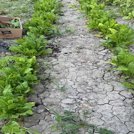 Masseria Adduci - Piana Di A 5 Minuti Mare Villapiana Apartamento *